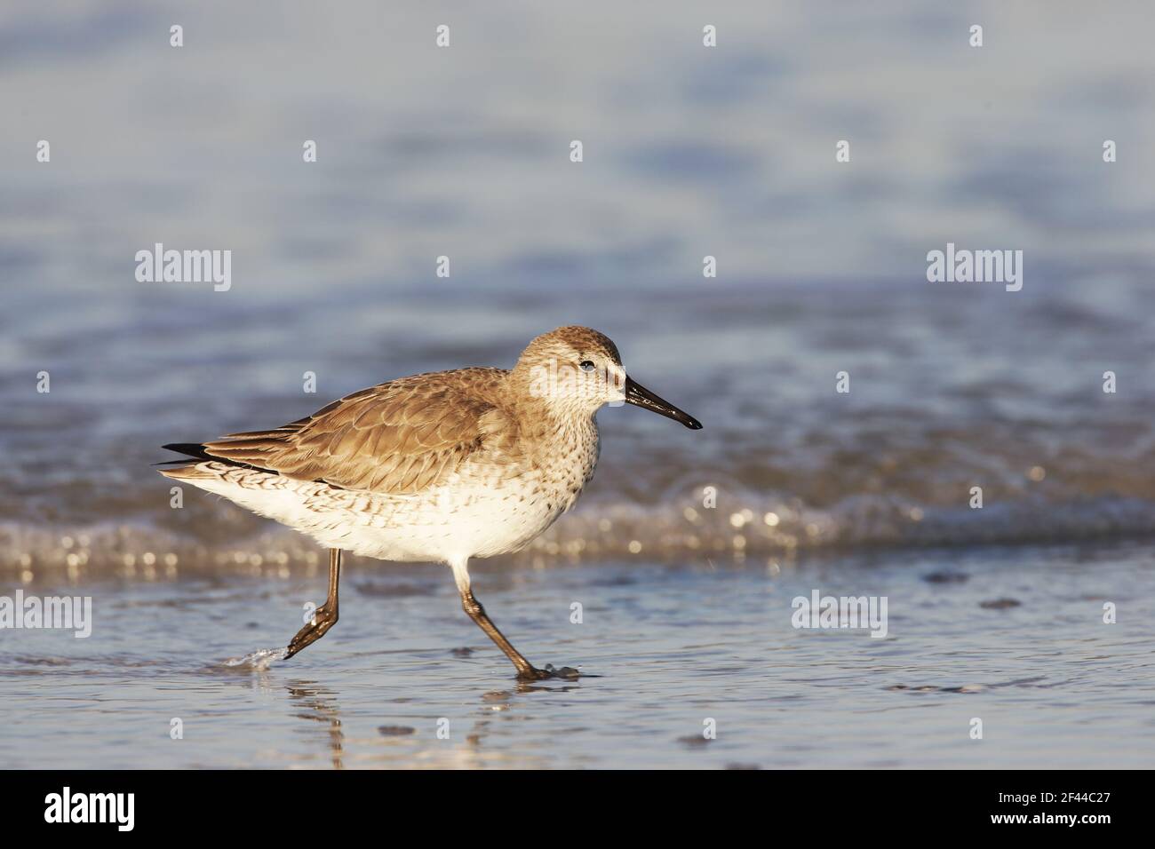 Knot feeding along shoreline(Calidris canutus) Fort de Soto, florida, USA BI001922 Stock Photo