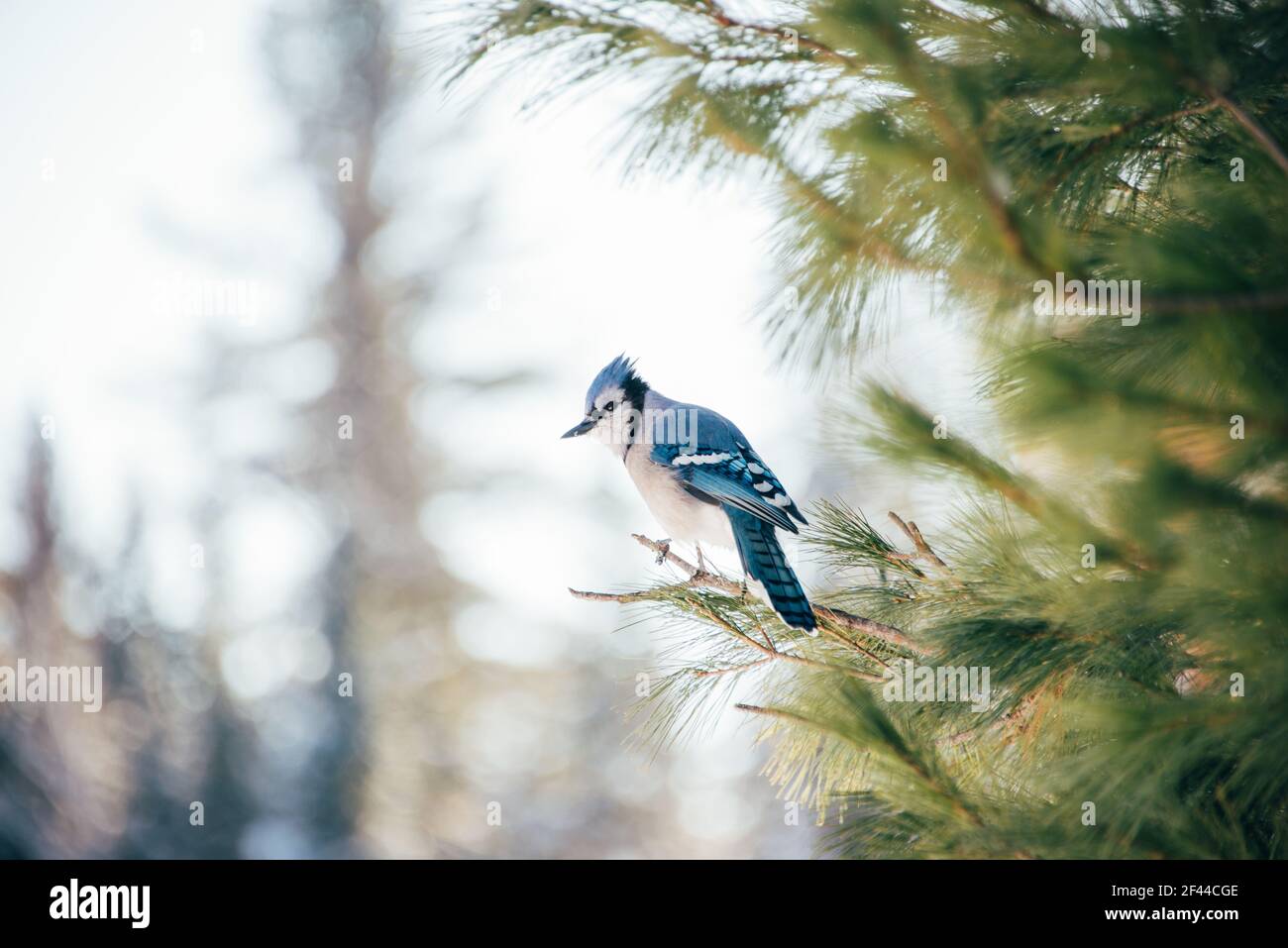 Cute Graphic Blue Jay Bird