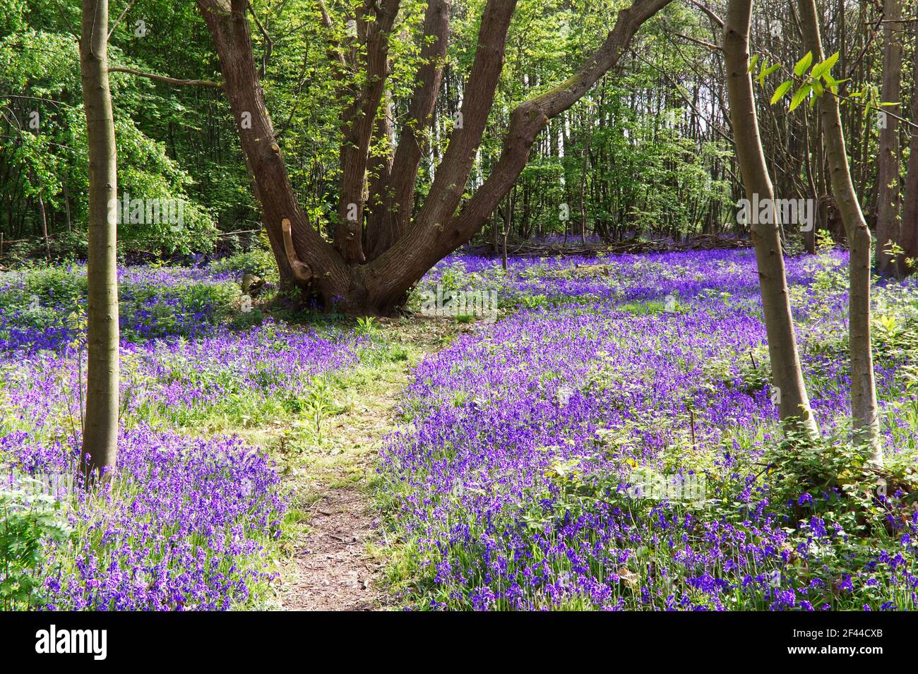 Coppiced tree hi-res stock photography and images - Alamy