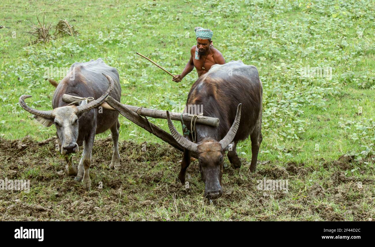 Plowing a rice field hires stock photography and images Alamy