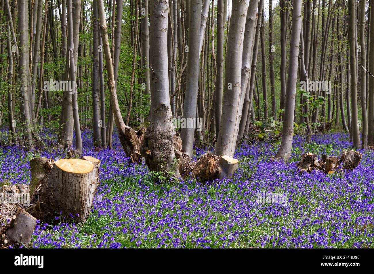 Coppiced trees hi-res stock photography and images - Alamy