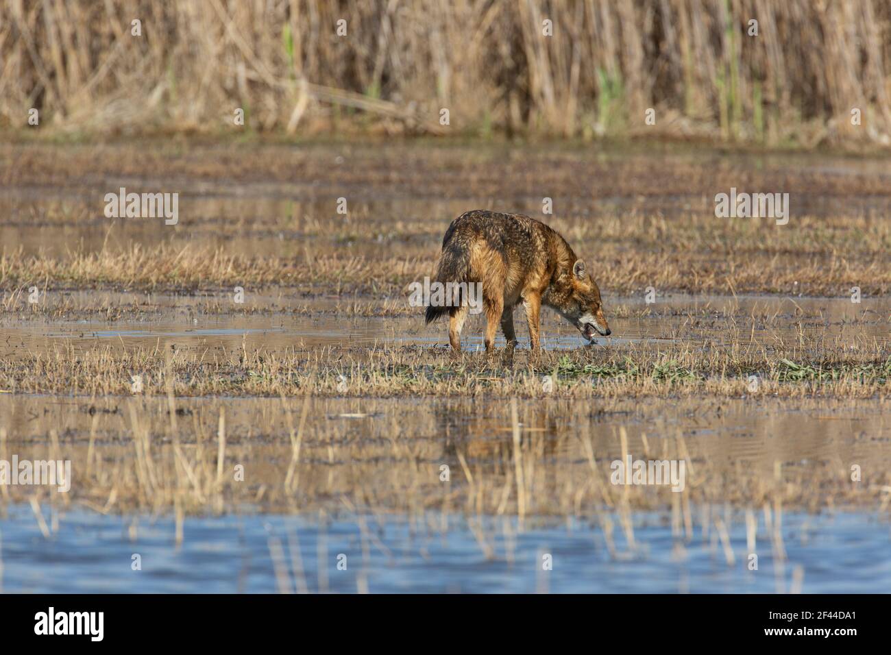 Golden Jackal (Canis aureus), also called the Asiatic, Oriental or Common Jackal. attempting to hunt a common crane (Grus grus), Photographed in the H Stock Photo