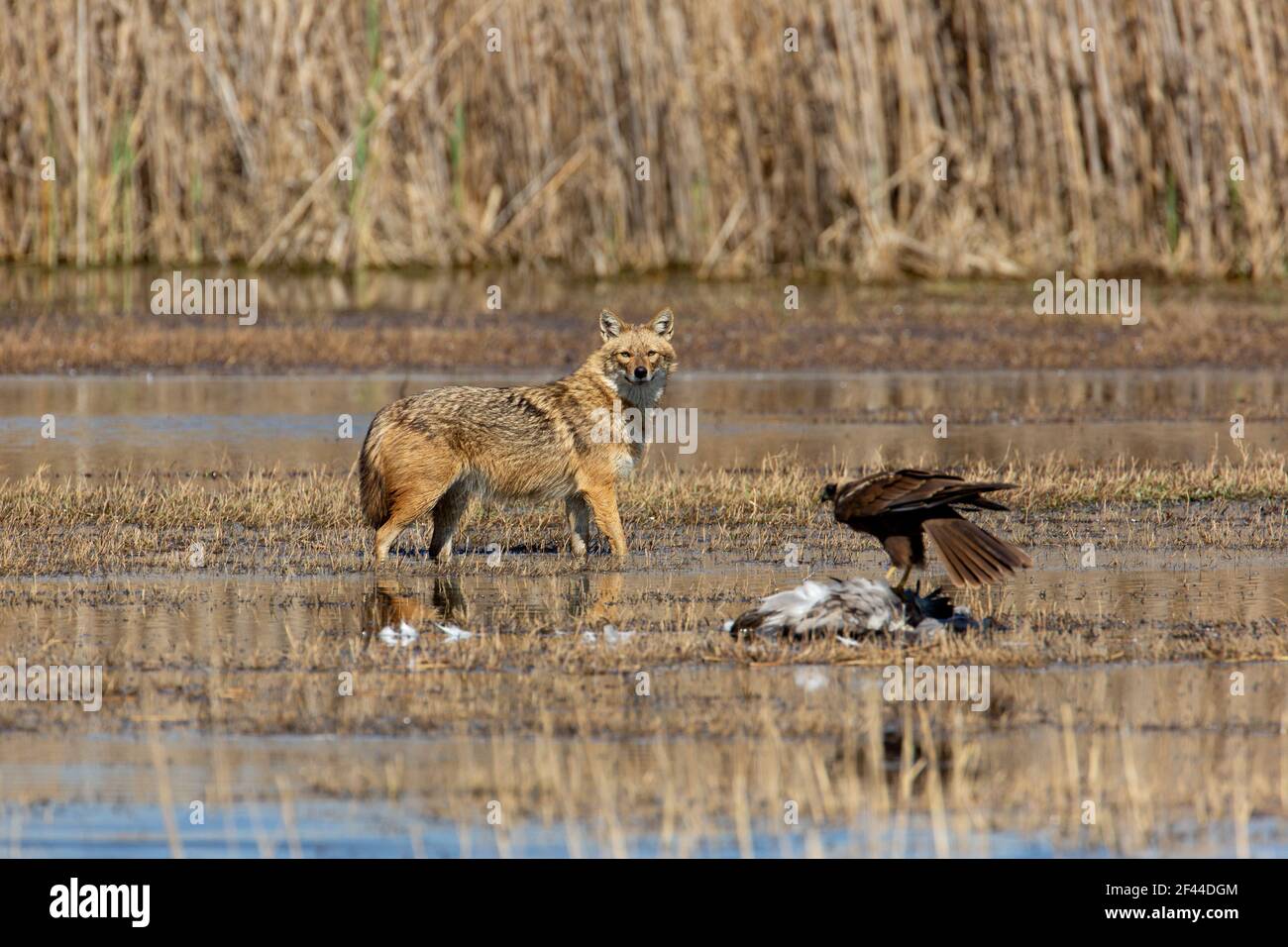 Golden Jackal (Canis aureus) and marsh harrier (Circus aeruginosus), eat a common Crane (Grus grus). Photographed in the Hula Valley Israel Stock Photo