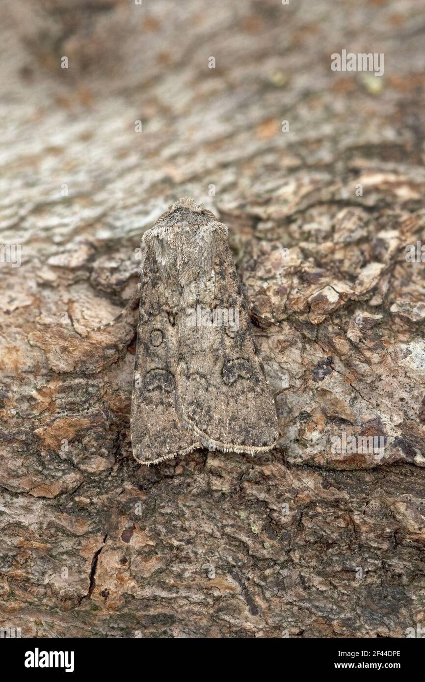 Turnip Moth (Agrotis segetum) Stock Photo