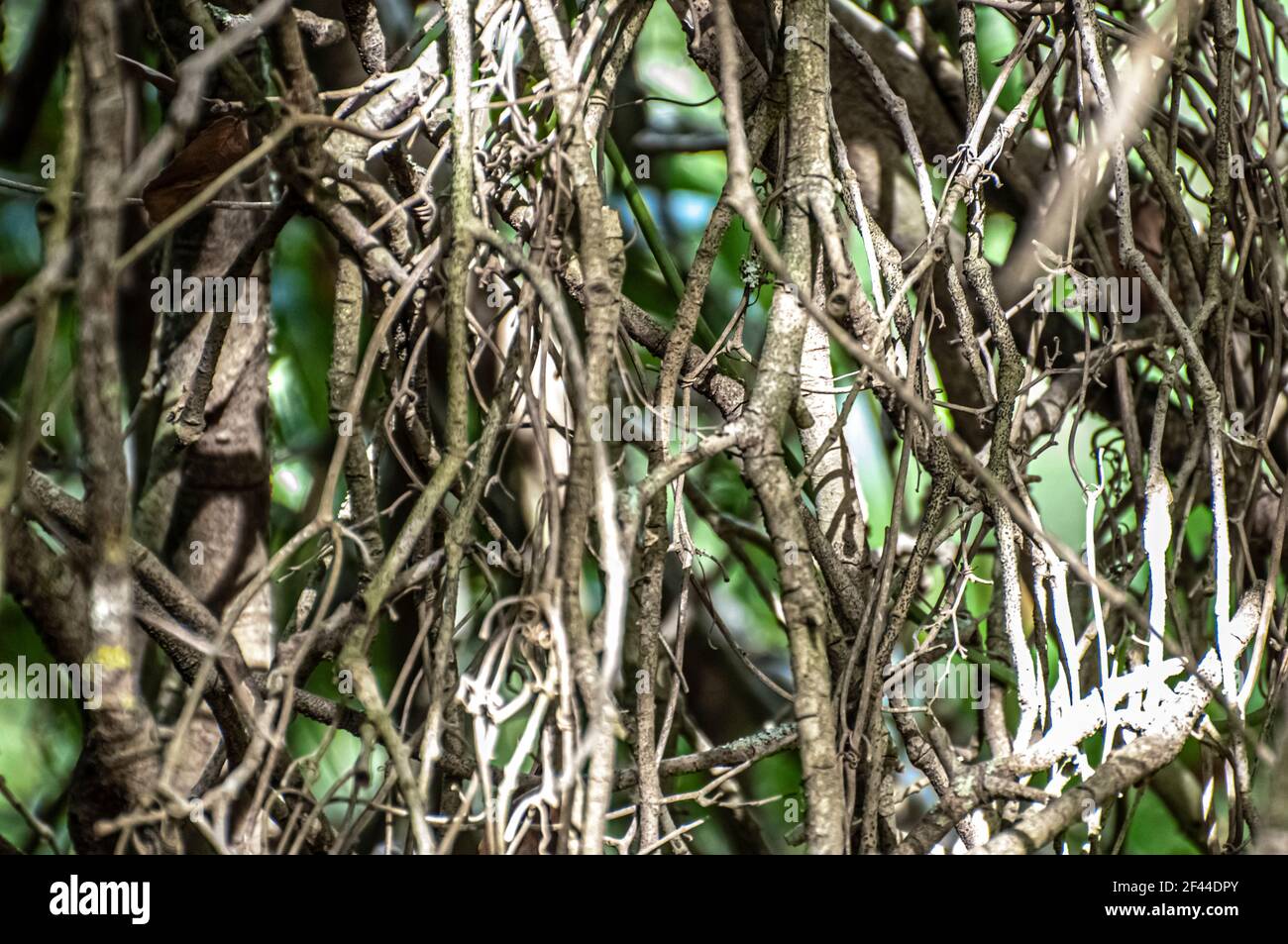 Abstract foliage close up of tangled twigs, branches and leaves Stock Photo