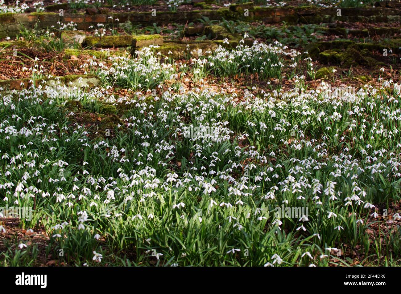 Wild snowdrops, Galanthus nivalis, at the edge of an Essex wood in spring. Stock Photo