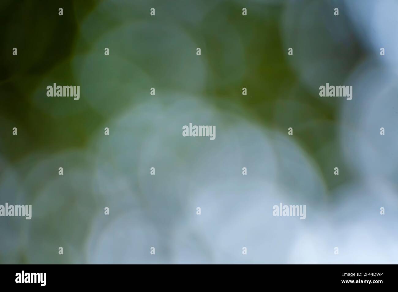 Focus in and out of leaves hi-res stock photography and images - Alamy