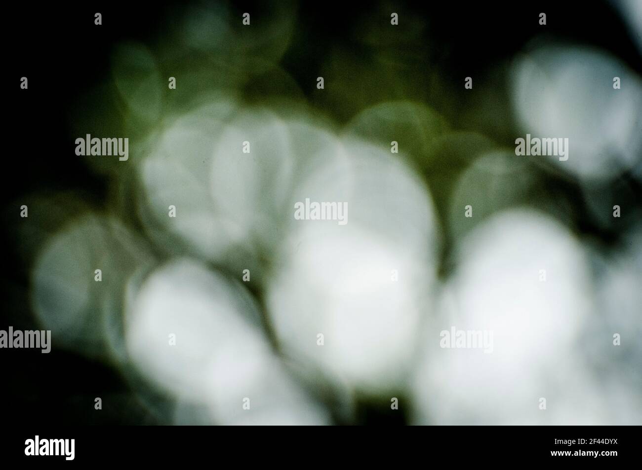 Focus in and out of leaves hi-res stock photography and images - Alamy