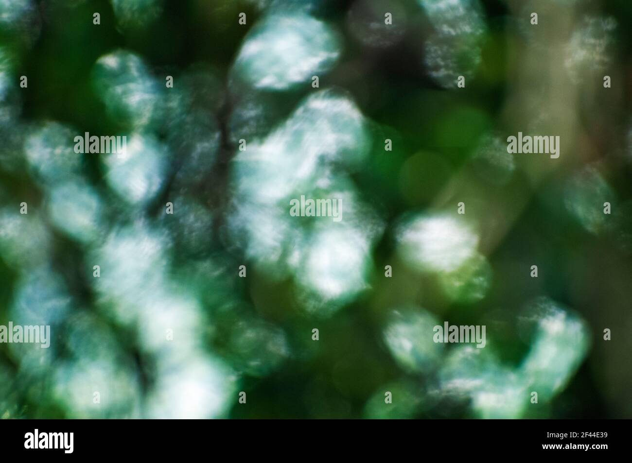 Focus in and out of leaves hi-res stock photography and images - Alamy