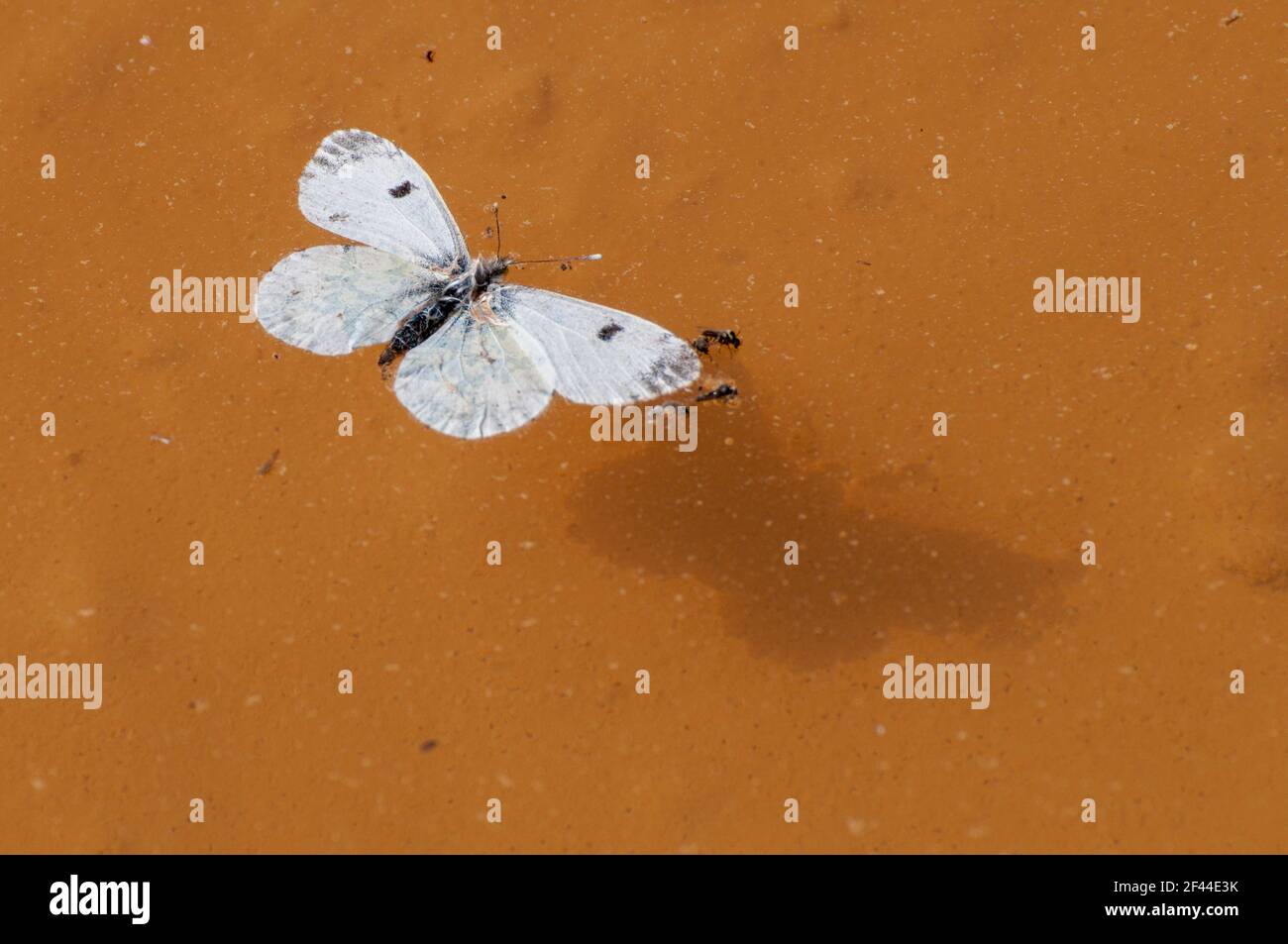 a dead Large White or Cabbage White (Pieris brassicae) Butterfly floats in a water puddle Stock Photo