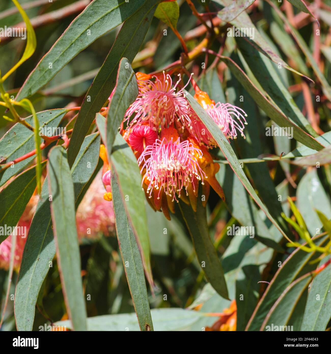Cluster of red / pink flowers, buds & grey green leaves of Eucalyptus torquata, commonly known as coral gum or Coolgardie gum, is an endemic tree of W Stock Photo