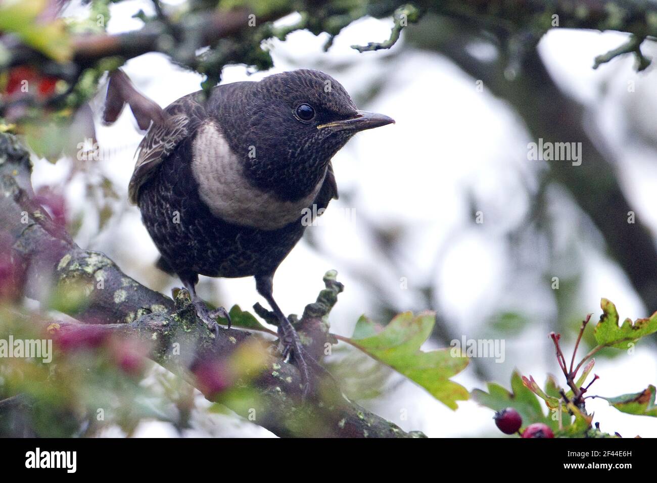 Ring Ouzel (Turdus torquatus) adult male Stock Photo