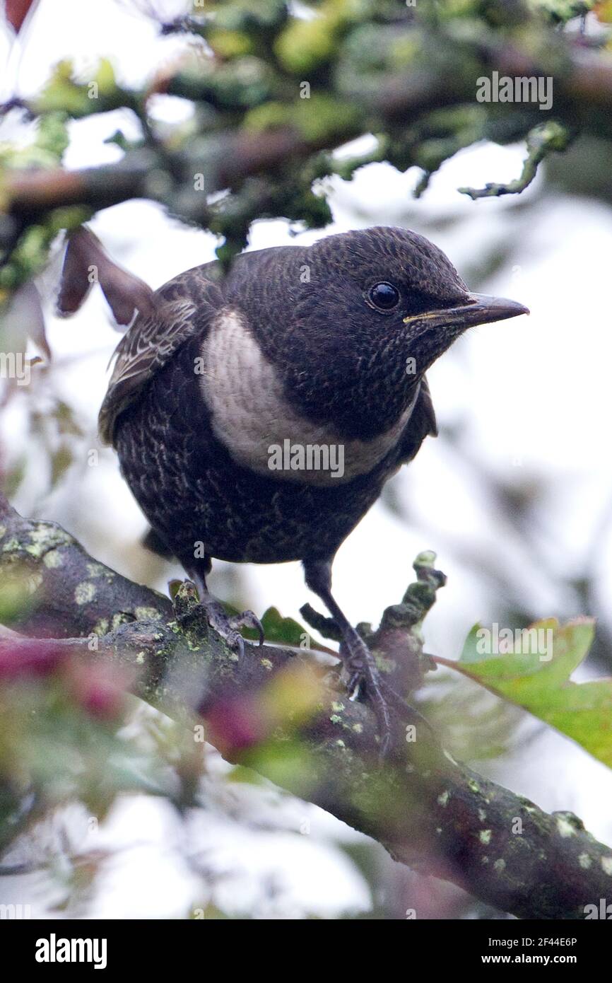 Ring Ouzel (Turdus torquatus) adult male Stock Photo