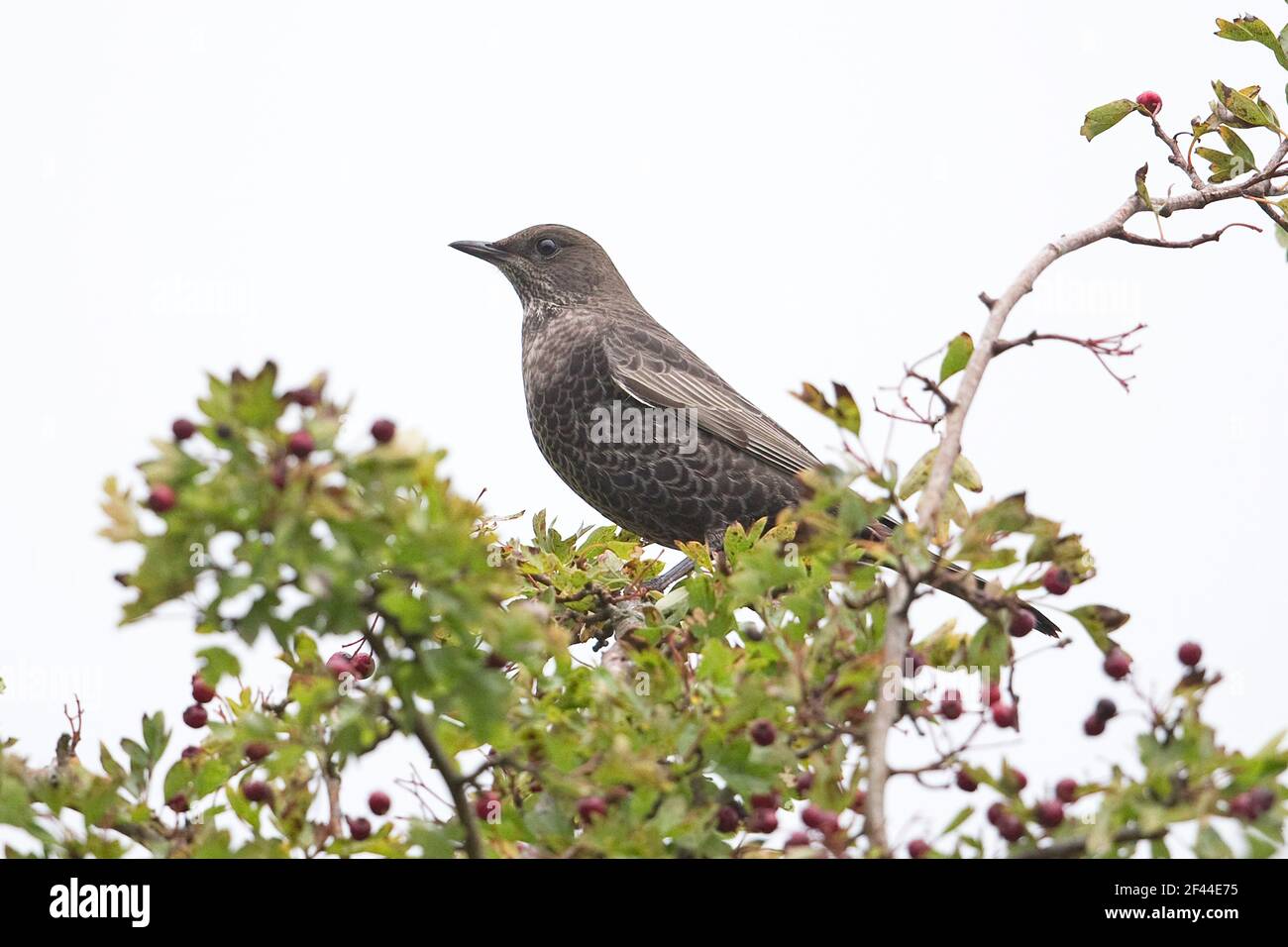 Ring Ouzel (Turdus torquatus) first winter perched in hawthorne Stock Photo