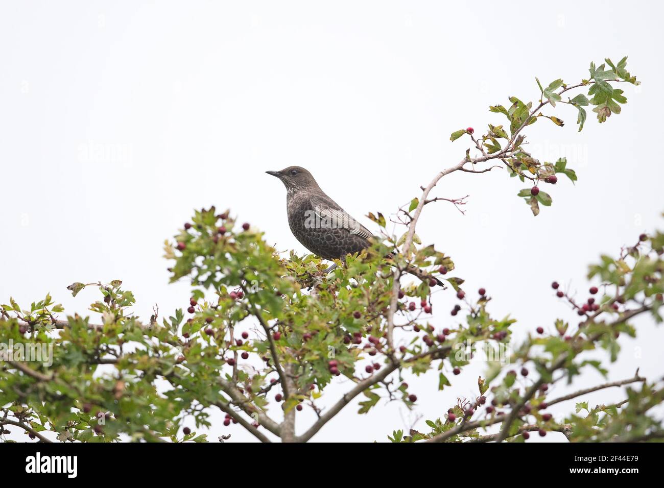 Ring Ouzel (Turdus torquatus) first winter perched in hawthorne Stock Photo