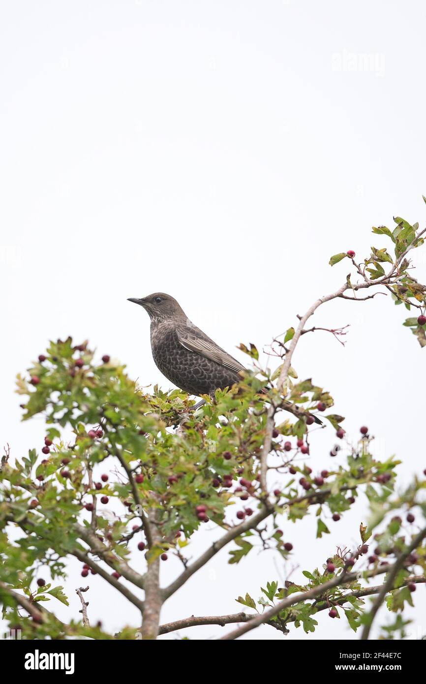 Ring Ouzel (Turdus torquatus) first winter perched in hawthorne Stock Photo