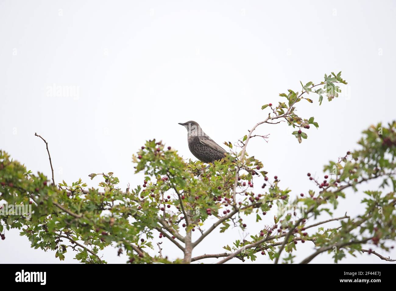 Ring Ouzel (Turdus torquatus) first winter perched in hawthorne Stock Photo
