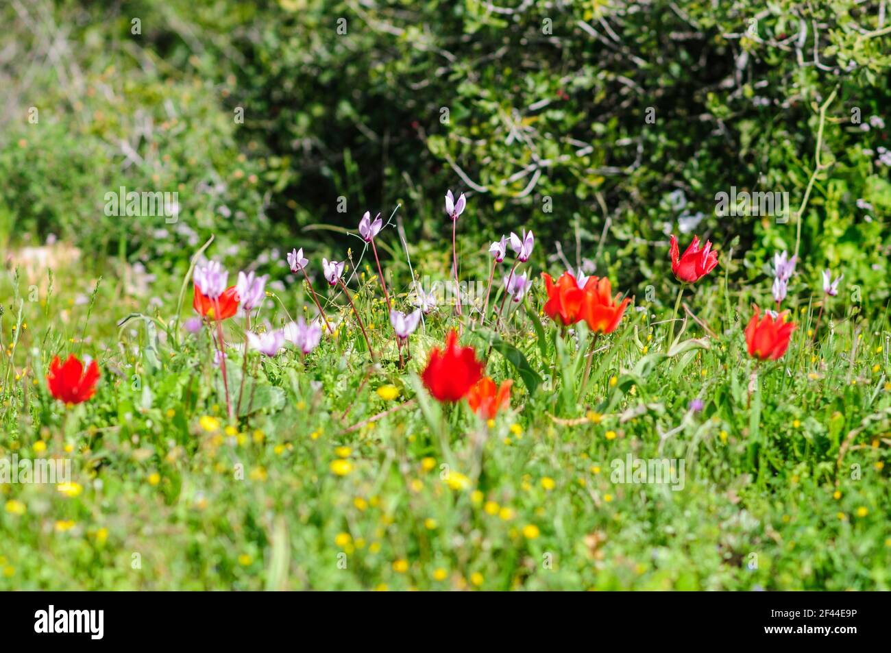 Wild mountain tulip (Tulipa agenensis) flower Photographed in Israel in spring in March Stock Photo