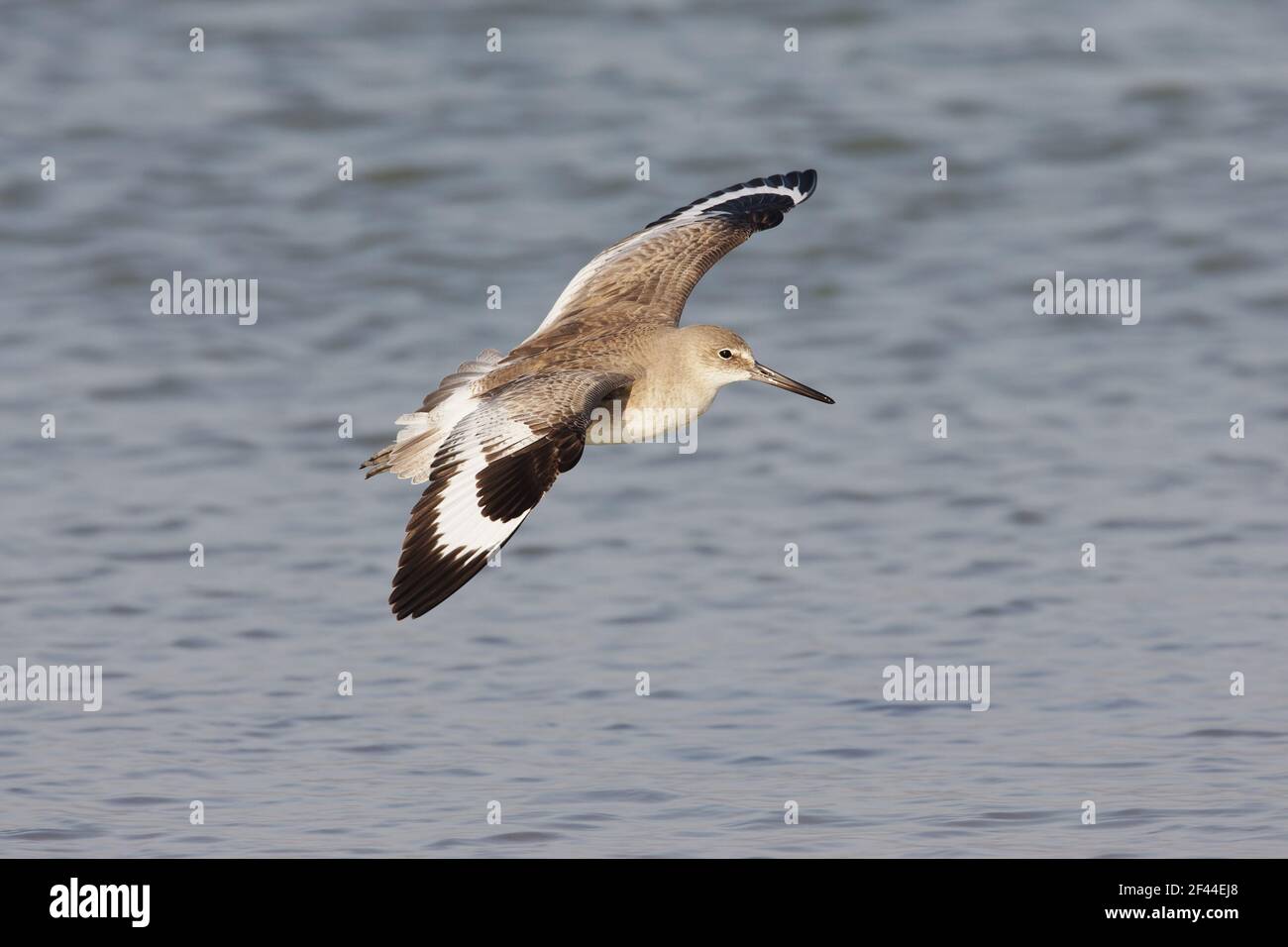 Willet in flight(Catoptrophorus semipalmatus) Fort de Soto, florida, USA BI002095 Stock Photo