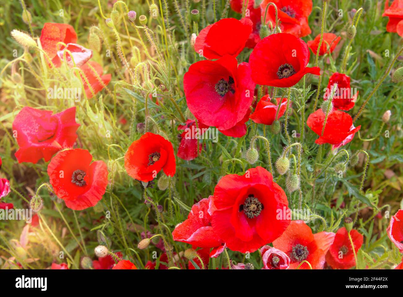 Sunlight france field hi-res stock photography and images - Alamy