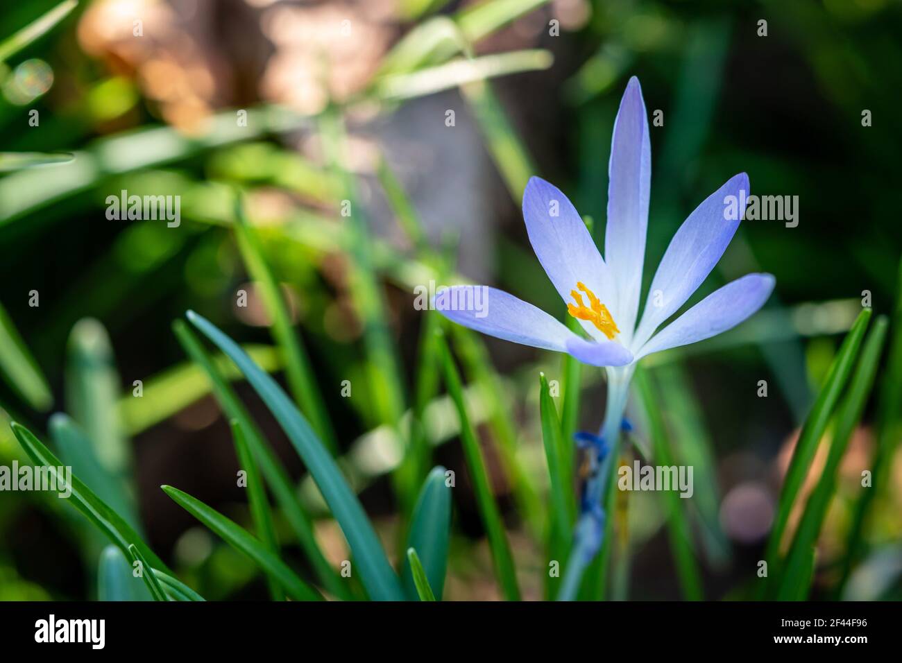 Blue crocus with vibrant orange stamen growing through blades of grass. Wild spring flower brightly lit by sunlight in spring and Easter season. Stock Photo