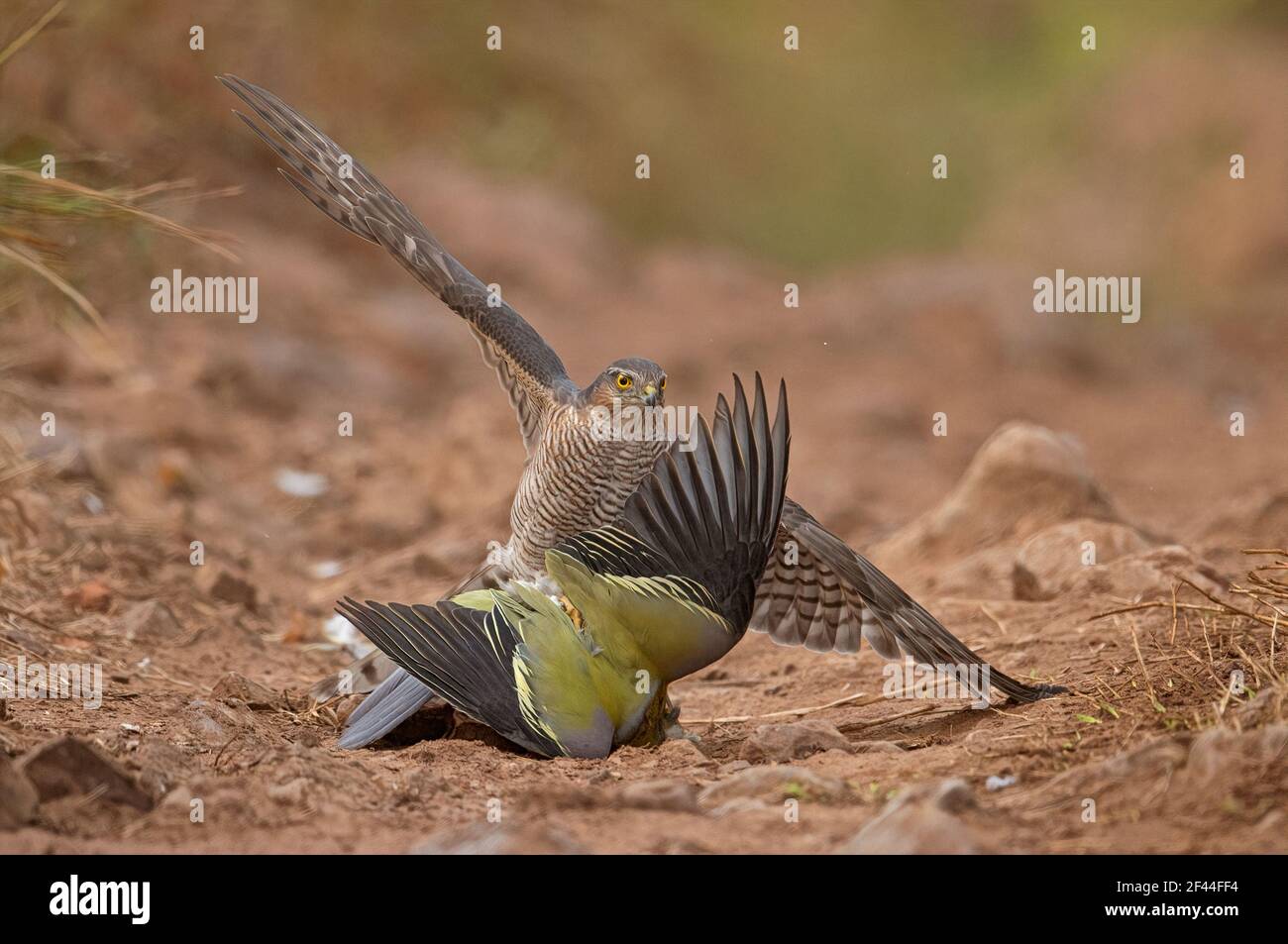 Female, Eurasian sparrowhawk, Accipiter nisus, attacking Yellow Footed Green pigeon, forest track, Ranthambore National Park, Wildlife Sanctuary, Ranthambhore, Sawai Madhopur, Rajasthan, India, Asia Stock Photo
