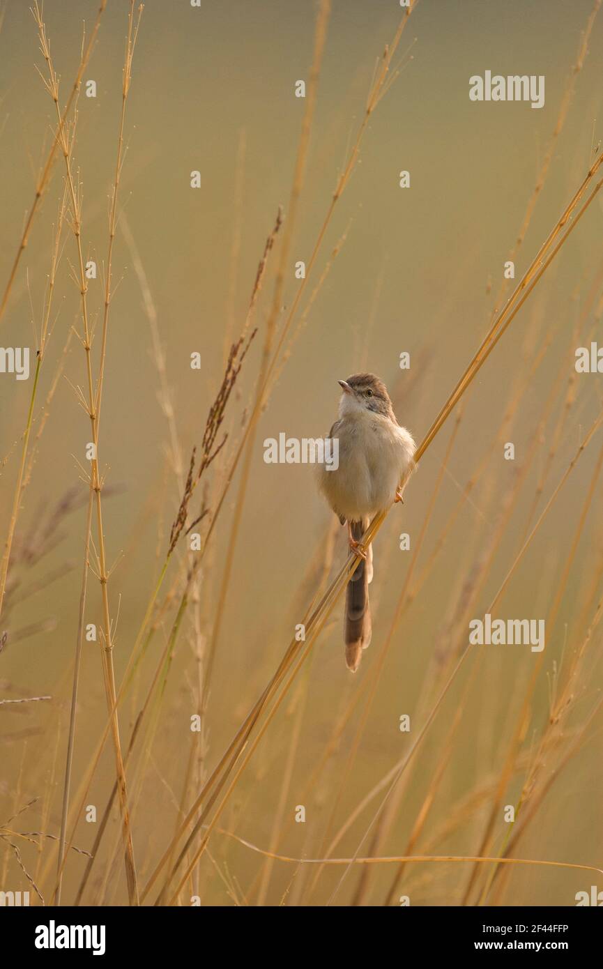 White browed wren warbler, plain wren warbler, Plain Prinia, Prinia inornata, roosting on tall grass, Ranthambore National Park, Wildlife Sanctuary, Ranthambhore, Sawai Madhopur, Rajasthan, India, Asia Stock Photo