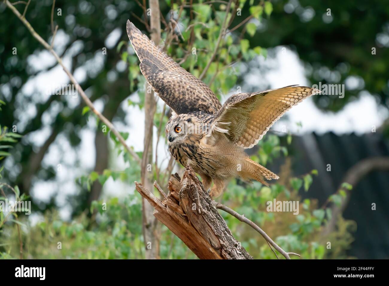 A Eurasian Eagle Owl or Eagle Owl. Land on a stump. With spread wings ...
