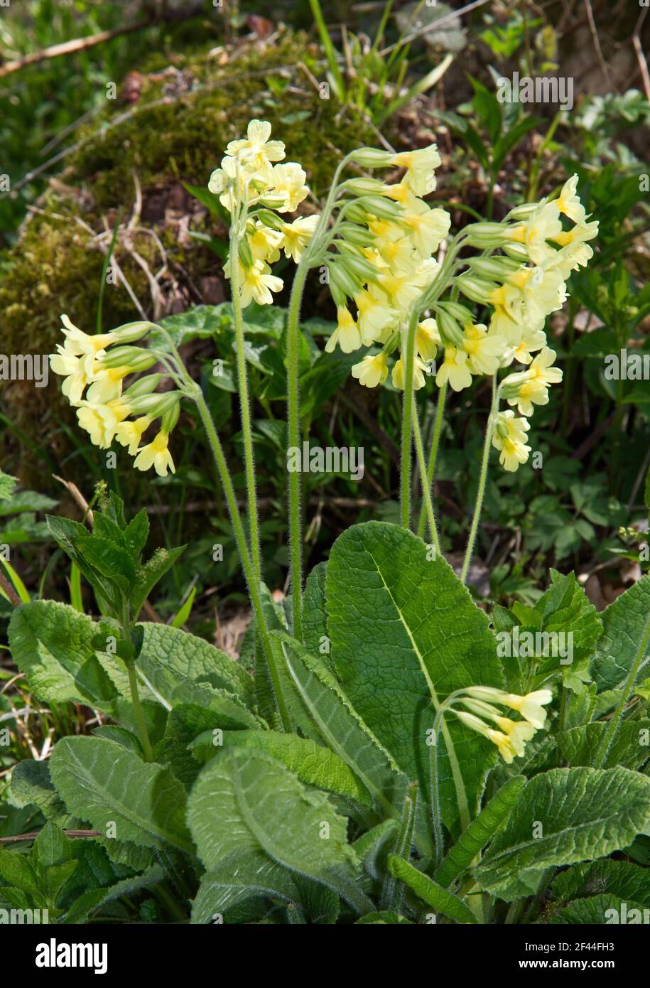 A group of Oxlips, Primula elatior, in Shadwell Wood, Essex, England Stock Photo