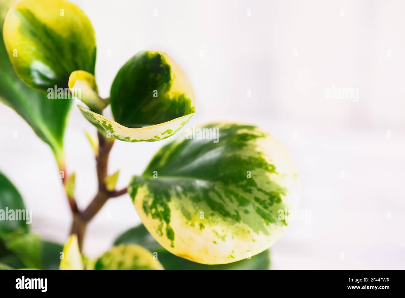 Abstract of a Peperomia Obtusifolia Variegata, Variegated Baby Rubber Plant or Radiator plant. Selective focus with blurred background. Stock Photo