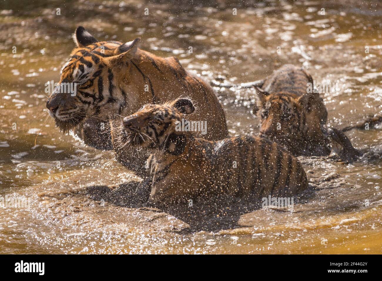 Royal Bengal Tiger tigress cubs cooling waterhole, Ranthambore National Park, Wildlife Sanctuary, Ranthambhore, Sawai Madhopur, Rajasthan, India, Asia Stock Photo