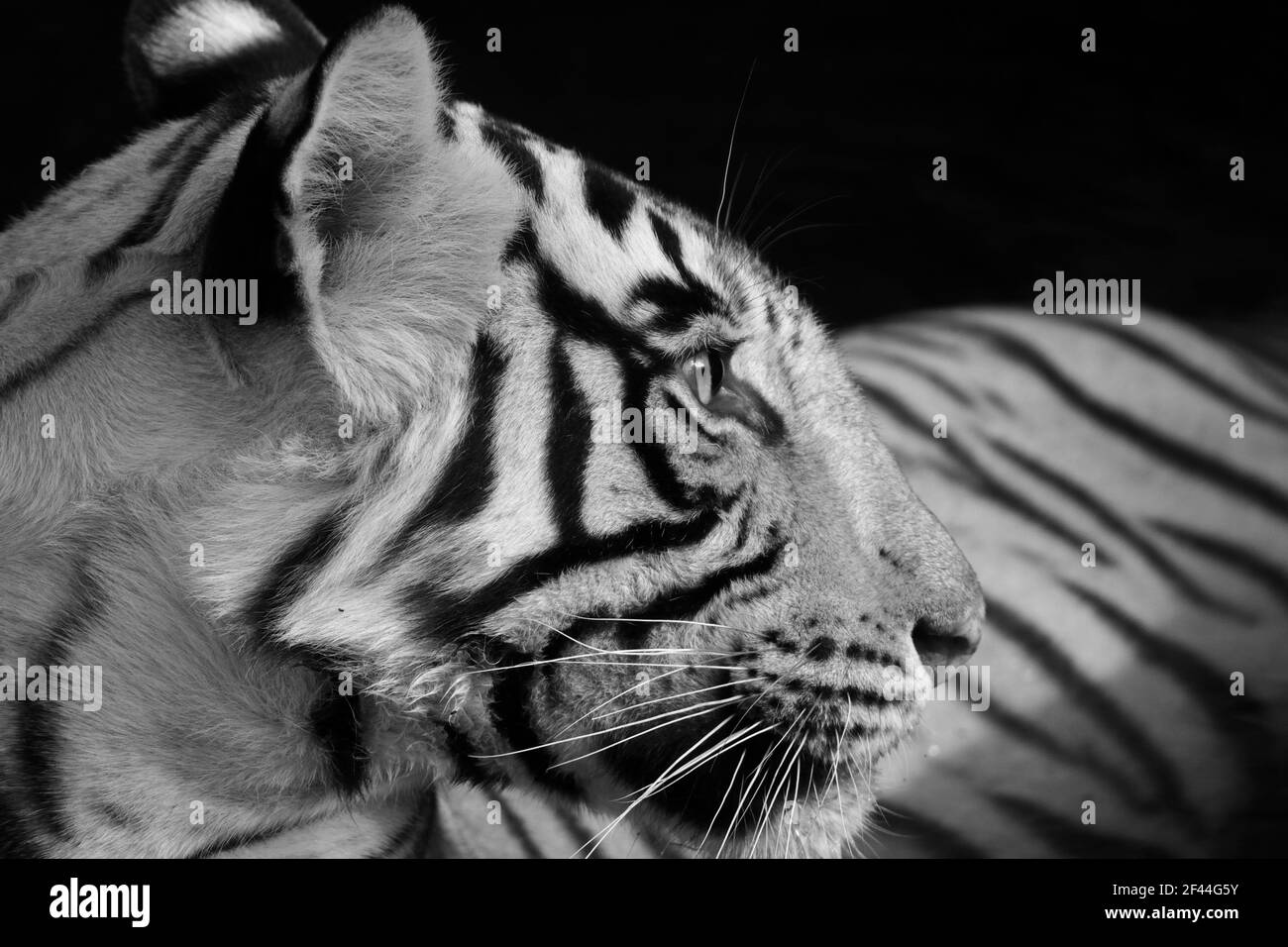 Royal Bengal Tiger sitting waterhole infrared black and white, Ranthambore National Park, Wildlife Sanctuary, Ranthambhore, Sawai Madhopur, Rajasthan, India, Asia Stock Photo