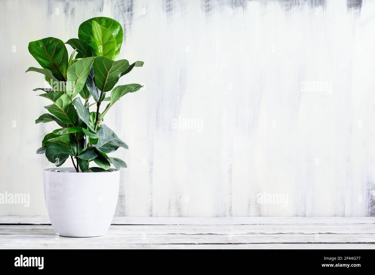Potted Little Fiddle Leaf Fig, Ficus Lyrata Bambino, a popular houseplant, over a rustic white farmhouse wood table with free space for text. Stock Photo