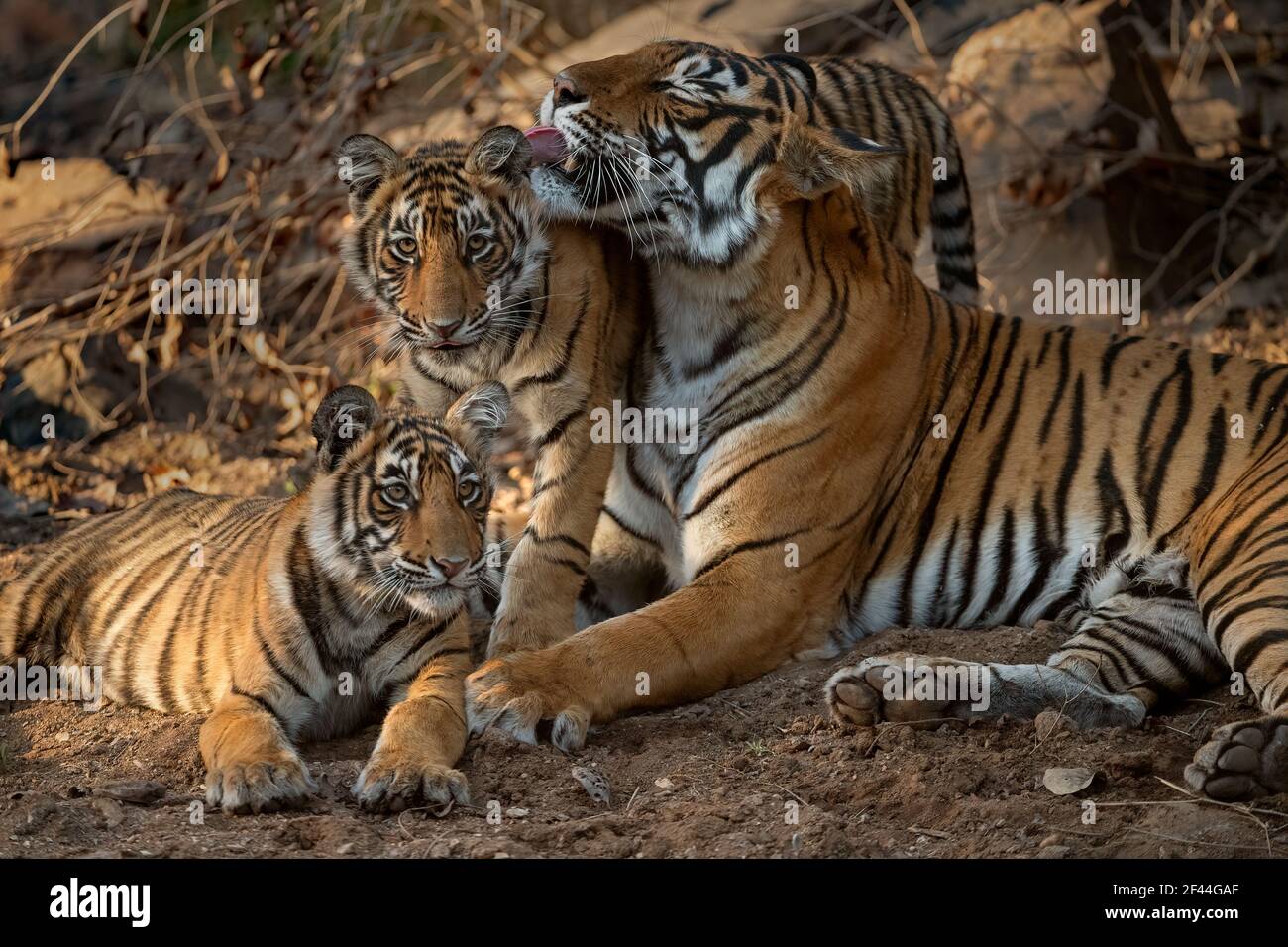 Royal Bengal Tiger tigress with cubs resting playing, Ranthambore