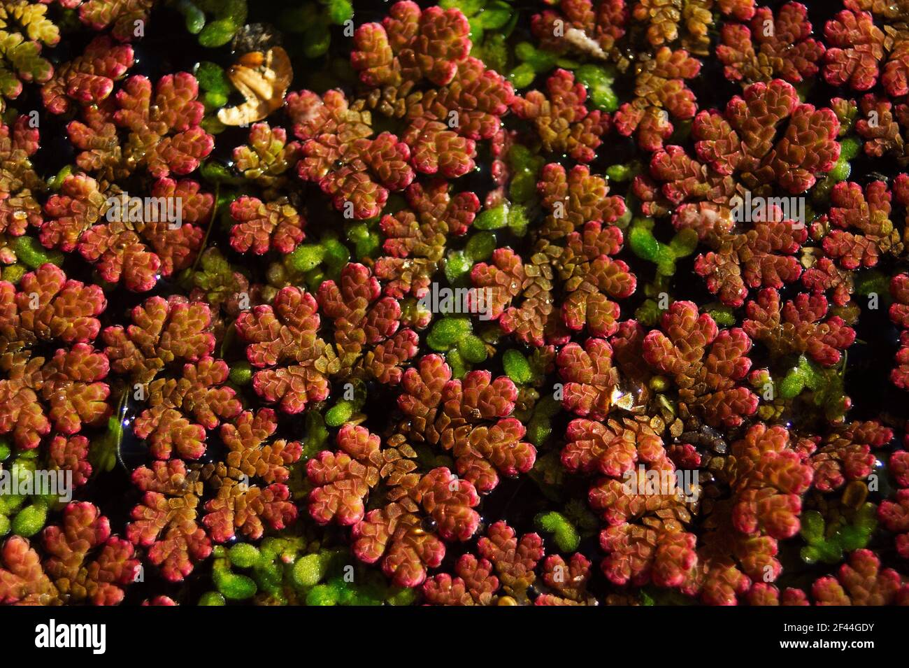 Close up of a dense covering of Azolla filiculoides, the water fern, on ...