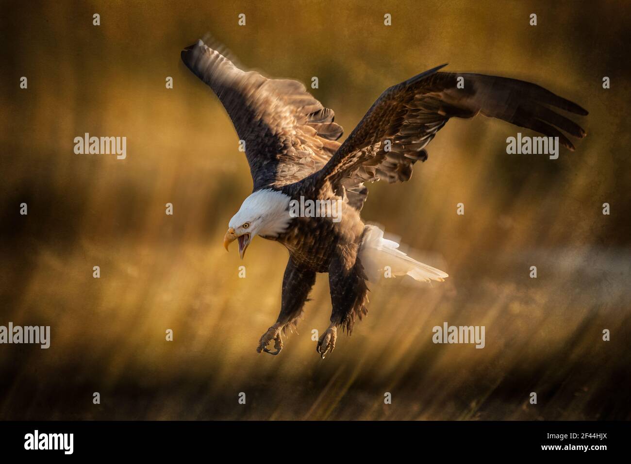 An Alaskan Bald Eagle comes in fast to get a piece of salmon action Stock Photo