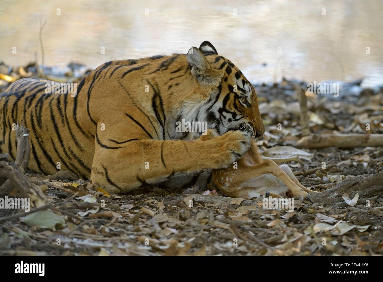 Royal Bengal tiger eating spotted deer calf, Ranthambore National Park, Wildlife Sanctuary, Ranthambhore, Sawai Madhopur, Rajasthan, India, Asia Stock Photo