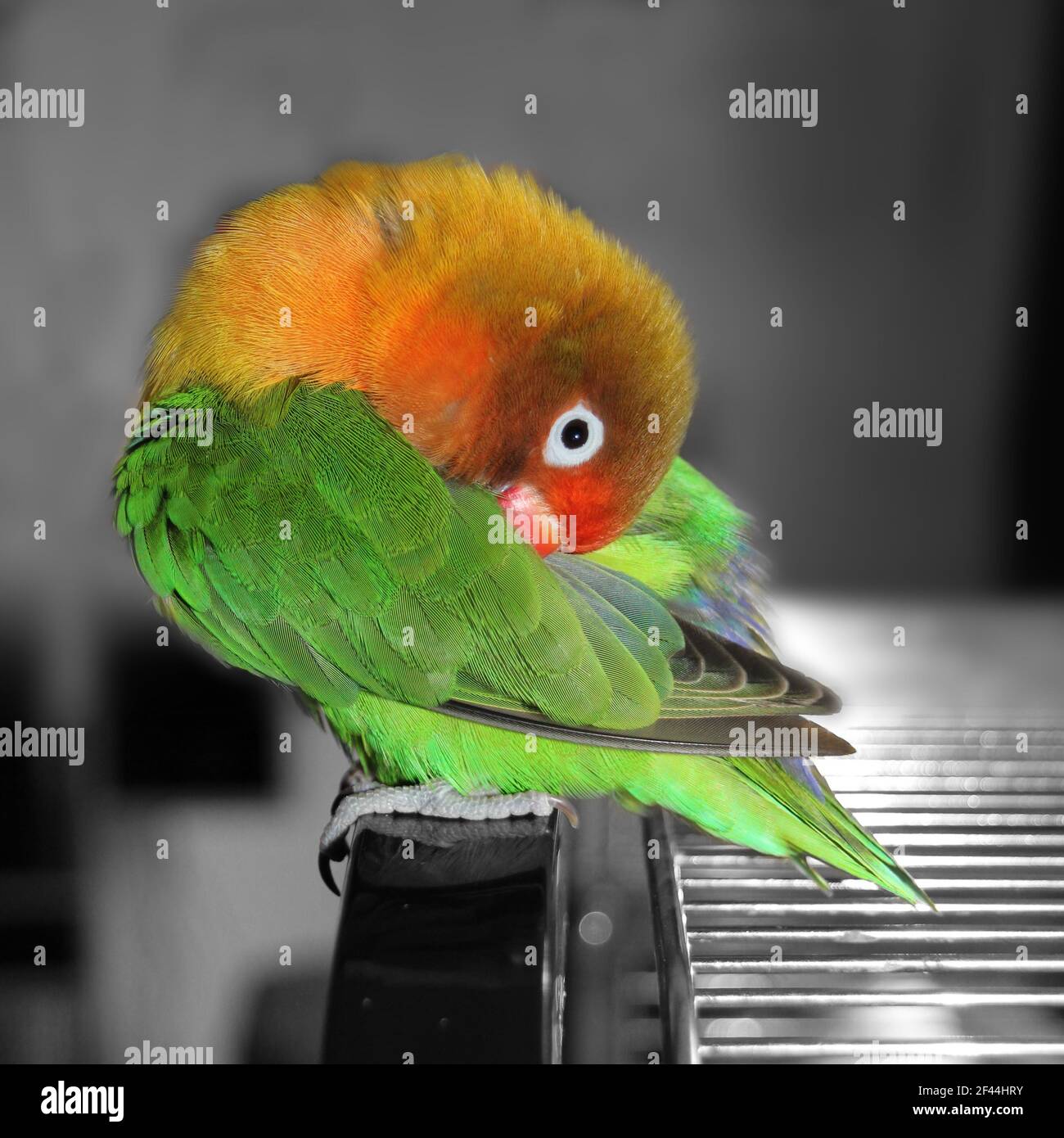 A fisheri's lovebird a cute colorful small parrot Stock Photo