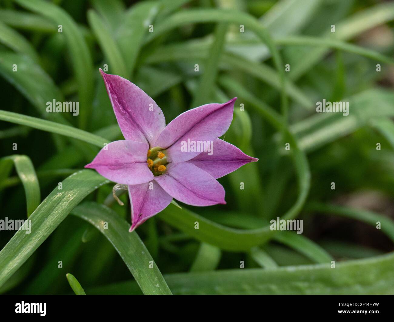 A close up of a single flower of the pink Ipheion uniflorum 'Charlotte Bishop' Stock Photo