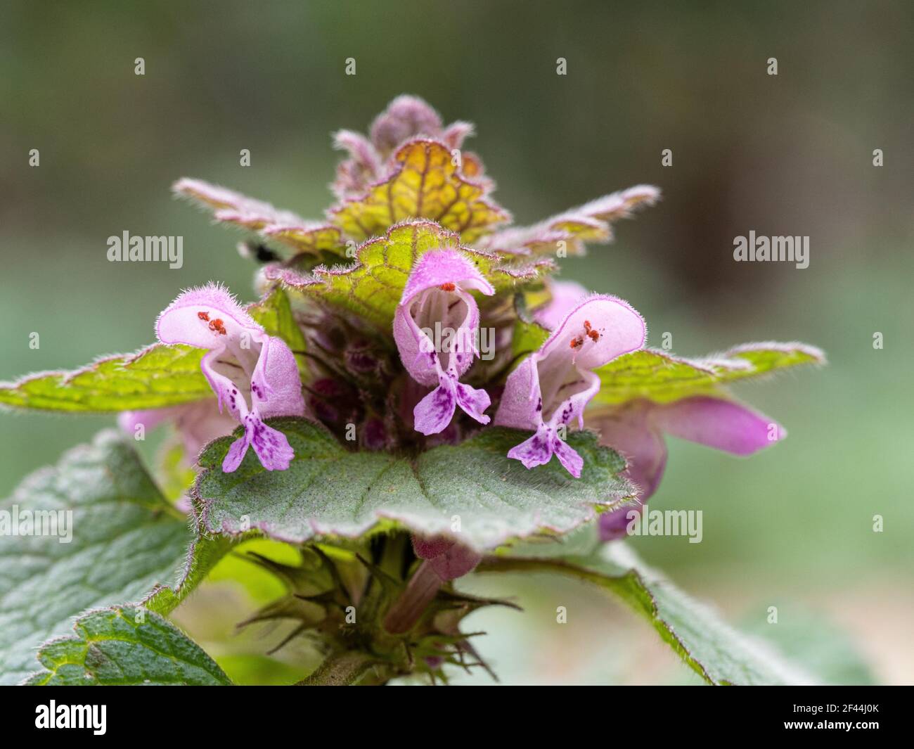 A close up of the pink hooded flowers of the red dead nettle Lamium purpureum Stock Photo