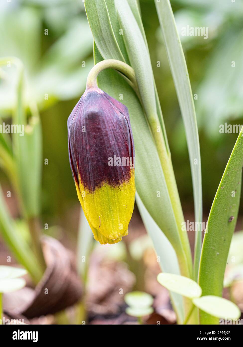 A close up of a single brown and yellow flower of Fritillaria michailovskyi Stock Photo