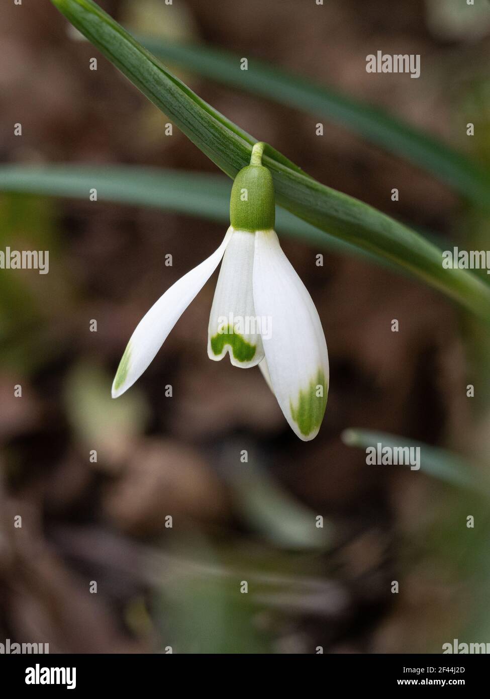 A close up of a single flower of the hybrid snowdrop Galanthus Viridapice Stock Photo