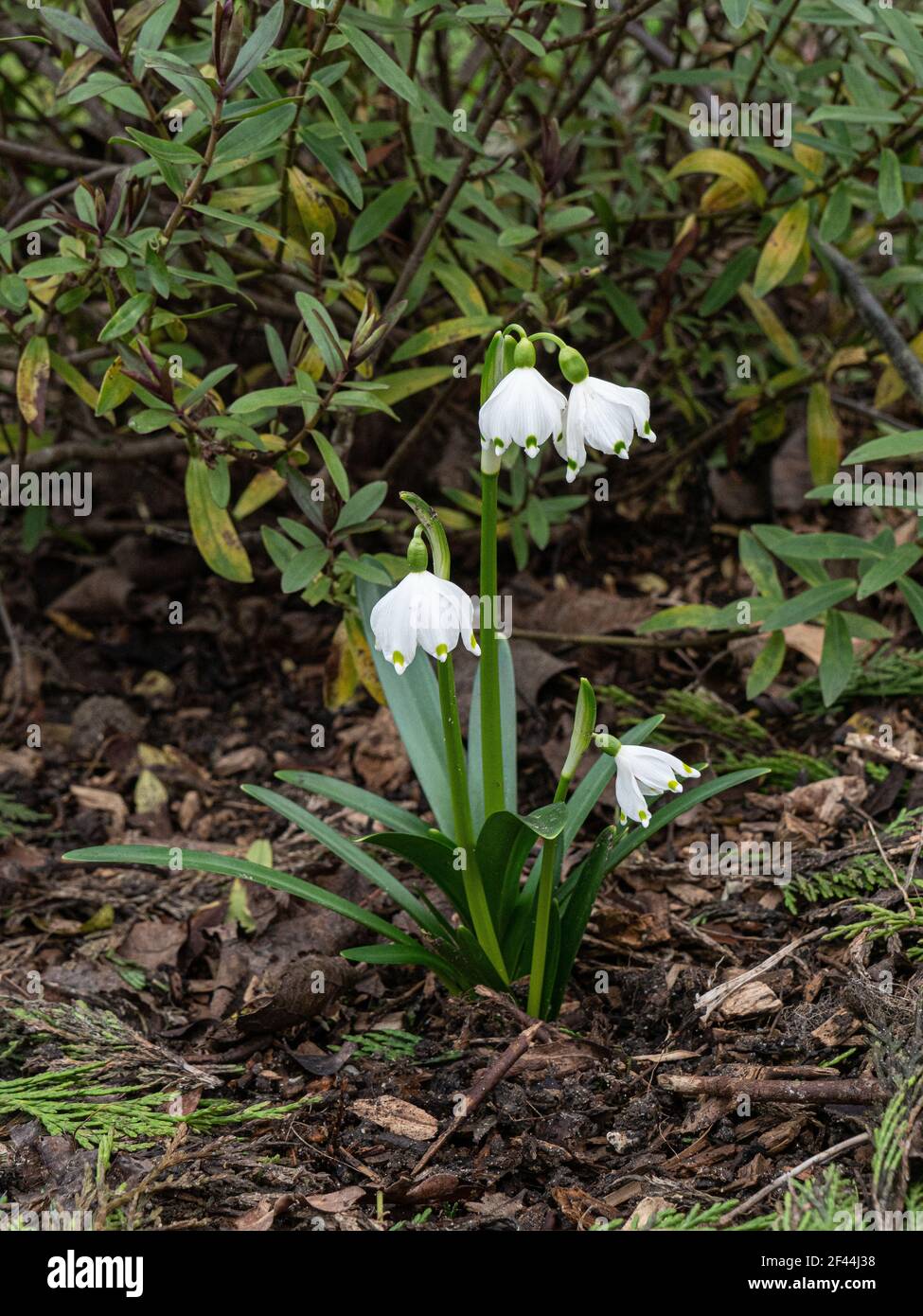 White bell shape flowers hi-res stock photography and images - Page 2 -  Alamy