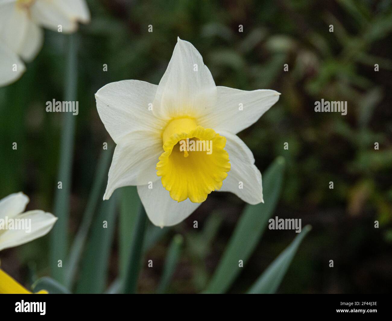 A close up of a single pale yellow and white flower of the early daffodil Narcissus Spring Dawn Stock Photo