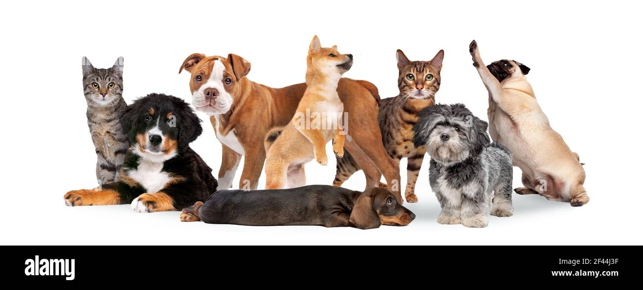 group of eight cats and dogs isolated on white background Stock Photo