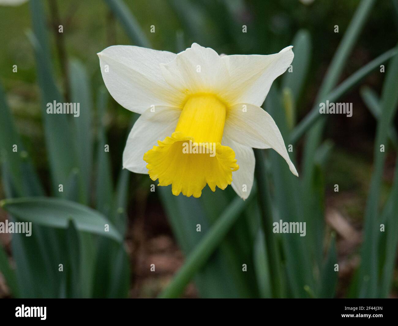 A close up of a single pale yellow and white flower of the early daffodil Narcissus Spring Dawn Stock Photo
