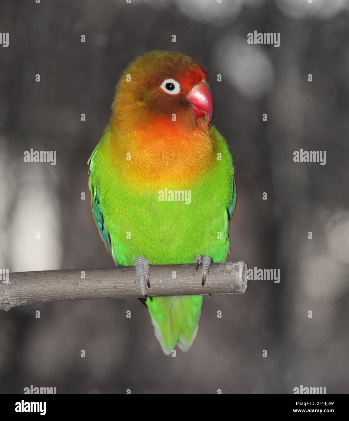 A fisheri's lovebird a cute colorful small parrot Stock Photo