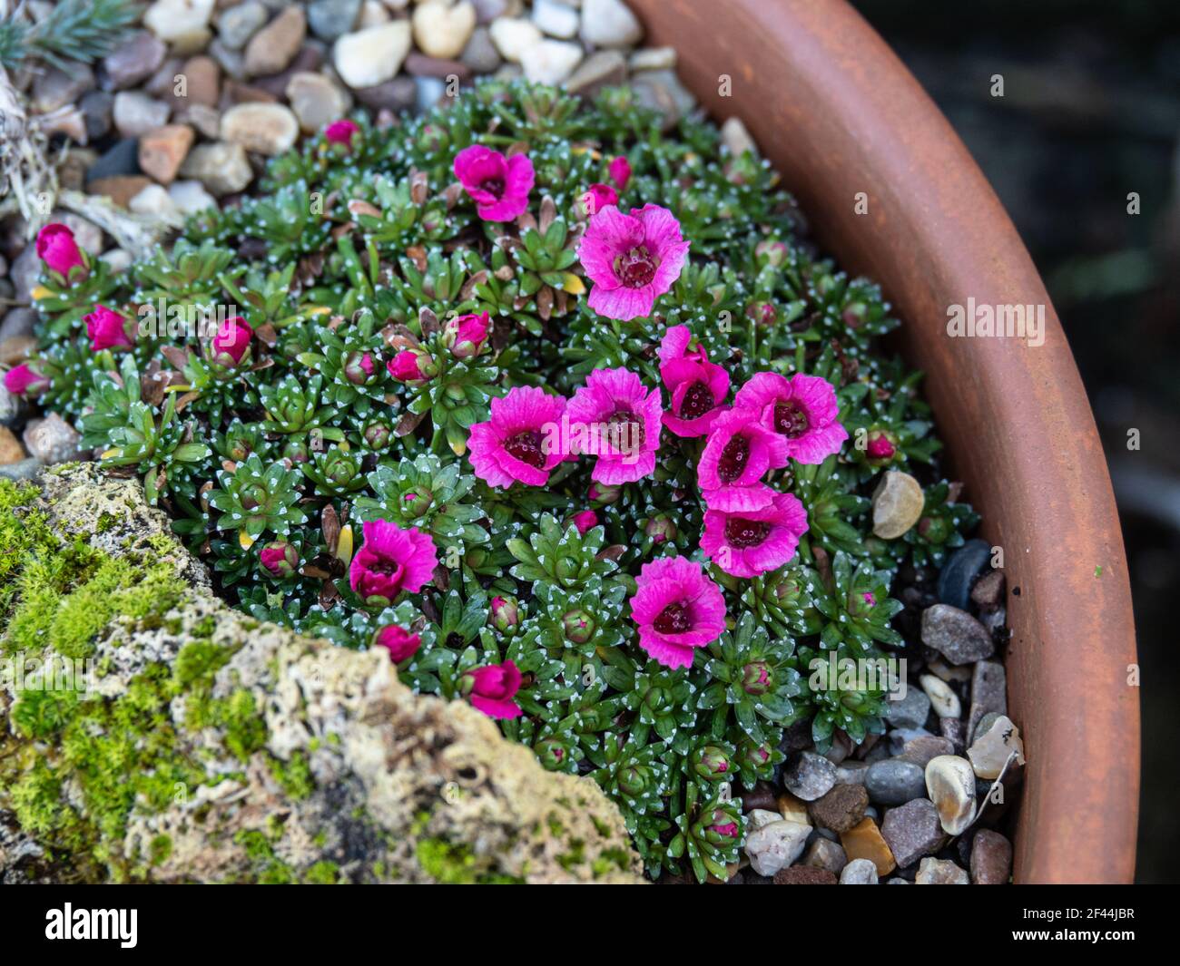 A small mound of the early kabschia Saxifraga Satchmo growing in a pan against a piece of tufashowing the deep pink flowers Stock Photo