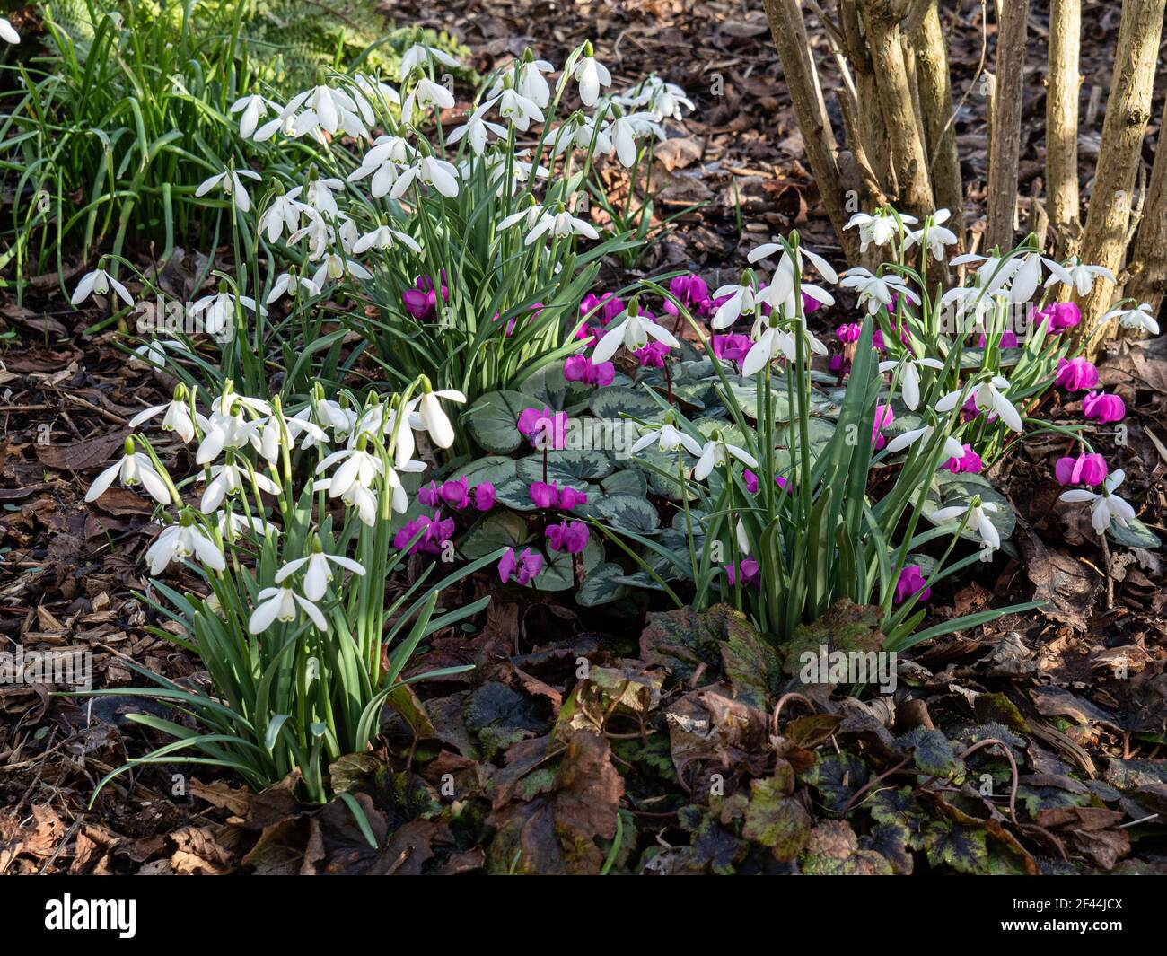 A group of spring bulbs and corms growing in a shady corner including