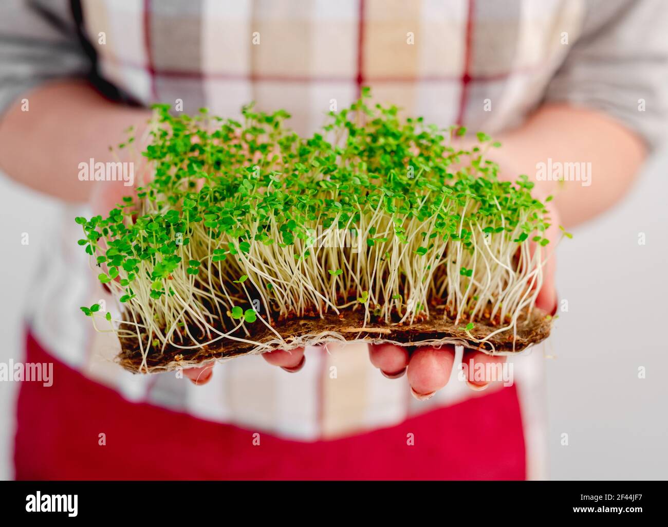 Organic microgreen growings Stock Photo Alamy